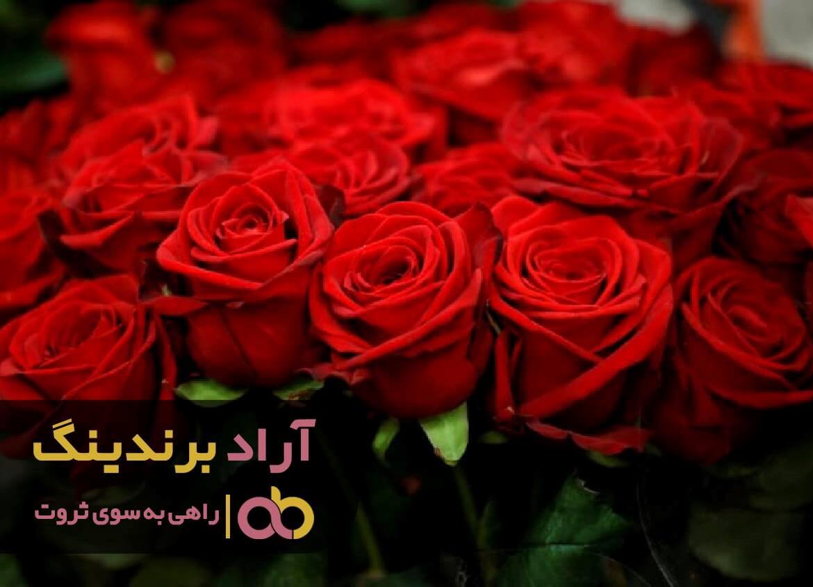 گل رز تهران