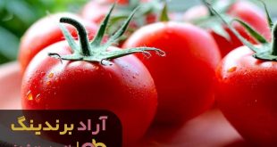 گوجه ربی اصفهان