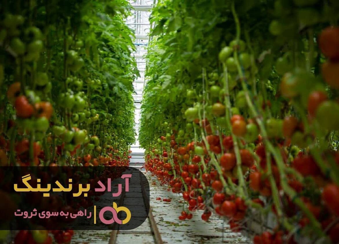 گوجه گلخانه ای در مشهد